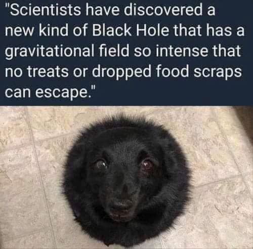 dog as black hole.jpg